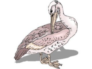 Sticker Custom Preview Image #017119 Animals Birds Pelican21