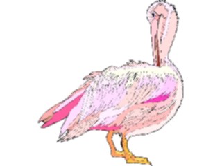 Sticker Custom Preview Image #017122 Animals Birds Pelican24