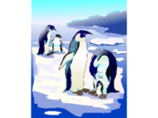 Sticker Custom Preview Image #017150 Animals Birds Penguins2