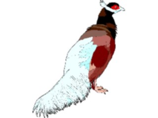 Sticker Custom Preview Image #017155 Animals Birds Pheasant Brown Eared