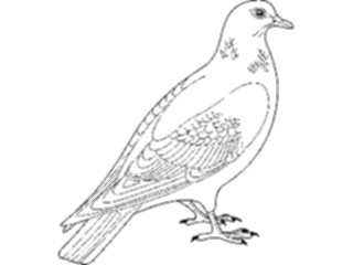 Sticker Custom Preview Image #017157 Animals Birds Pigeon01
