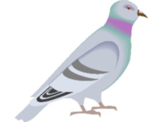 Sticker Custom Preview Image #017158 Animals Birds Pigeon02