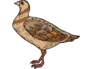 Sticker Custom Preview Image #017162 Animals Birds Pigeon06