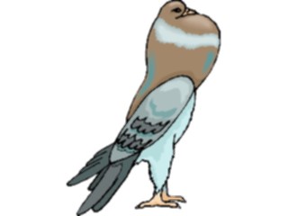 Sticker Custom Preview Image #017168 Animals Birds Pigeon12