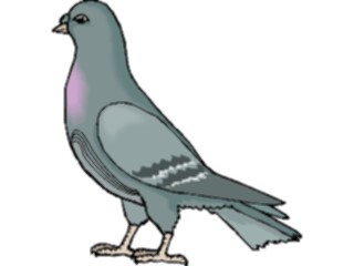 Sticker Custom Preview Image #017169 Animals Birds Pigeon13