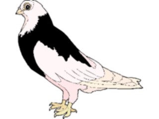 Sticker Custom Preview Image #017174 Animals Birds Pigeon18