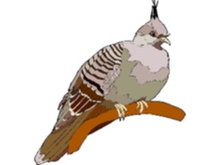 Sticker Custom Preview Image #017175 Animals Birds Pigeon19