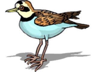 Sticker Custom Preview Image #017177 Animals Birds Plover1