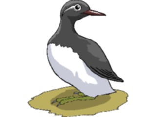 Sticker Custom Preview Image #017178 Animals Birds Plover2