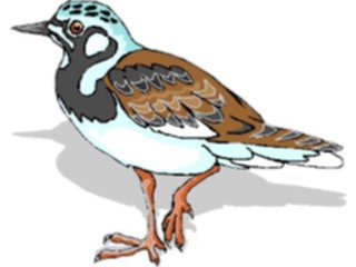 Sticker Custom Preview Image #017180 Animals Birds Plover4
