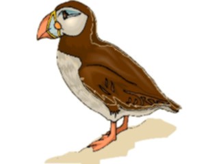Sticker Custom Preview Image #017191 Animals Birds Puffin09