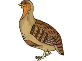 Sticker Custom Preview Image #017201 Animals Birds Quail4