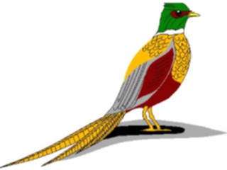 Sticker Custom Preview Image #017203 Animals Birds Ring Necked Pheasant
