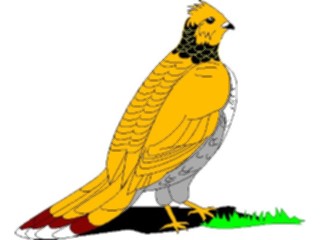 Sticker Custom Preview Image #017214 Animals Birds Ruffled Grouse