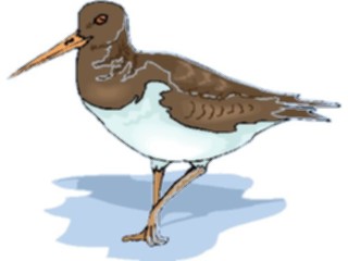 Sticker Custom Preview Image #017216 Animals Birds Sandpiper2