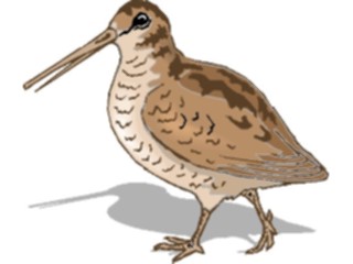 Sticker Custom Preview Image #017217 Animals Birds Sandpiper3