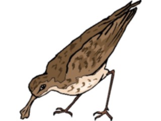 Sticker Custom Preview Image #017218 Animals Birds Sandpiper4