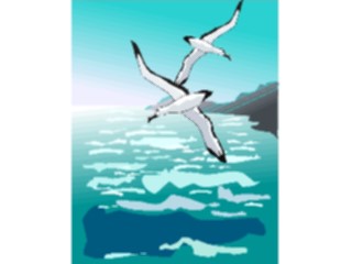 Sticker Custom Preview Image #017242 Animals Birds Seagulls2