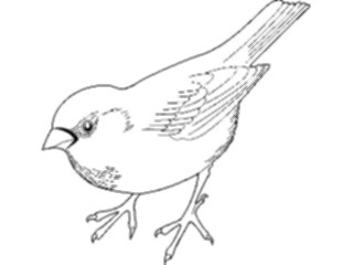 Sticker Custom Preview Image #017255 Animals Birds Sparrow06