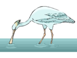 Sticker Custom Preview Image #017260 Animals Birds Spoonbill1