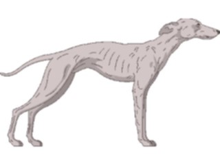 Sticker Custom Preview Image #023320 Animals Domesticated Whippet