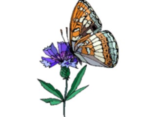 Sticker Custom Preview Image #023789 Animals Insects Butterfly134