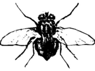 Sticker Custom Preview Image #023893 Animals Insects Fly01