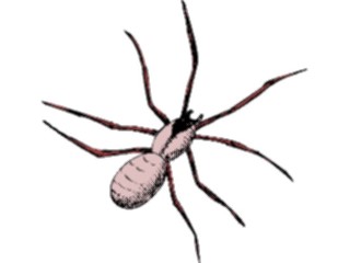 Sticker Custom Preview Image #024077 Animals Insects Spider14