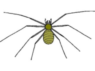 Sticker Custom Preview Image #024078 Animals Insects Spider15