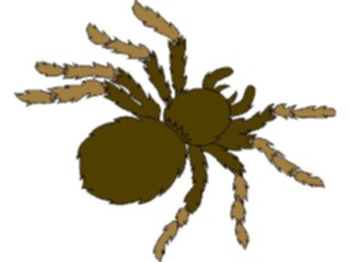 Sticker Custom Preview Image #024093 Animals Insects Tarantula1