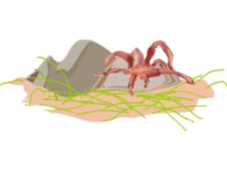 Sticker Custom Preview Image #024097 Animals Insects Tarantula5