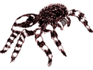 Sticker Custom Preview Image #024098 Animals Insects Tarantula6