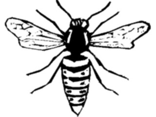 Sticker Custom Preview Image #024100 Animals Insects Wasp1