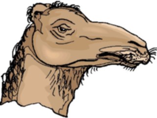 Sticker Custom Preview Image #024374 Animals Land Animals Camel15