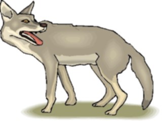 Sticker Custom Preview Image #024447 Animals Land Animals Coyote6