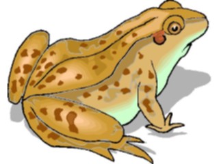 Sticker Custom Preview Image #024619 Animals Land Animals Frog14