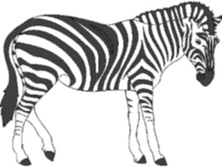 Sticker Custom Preview Image #025433 Animals Land Animals Zebra05