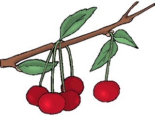 Sticker Custom Preview Image #063795 Food Drink Fruits Cherries37