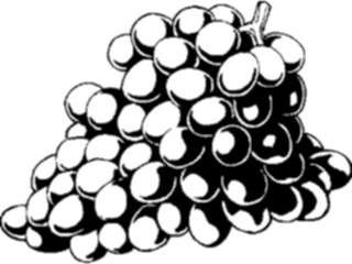 Sticker Custom Preview Image #063881 Food Drink Fruits Grapes08