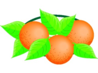 Sticker Custom Preview Image #064078 Food Drink Fruits Oranges06
