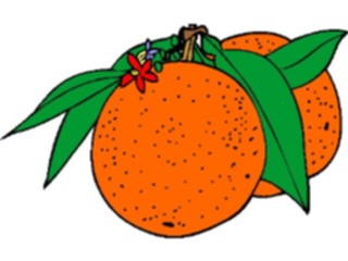 Sticker Custom Preview Image #064081 Food Drink Fruits Oranges09