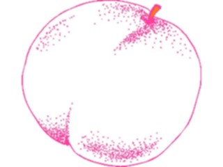 Sticker Custom Preview Image #064090 Food Drink Fruits Peach04