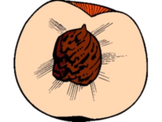 Sticker Custom Preview Image #064096 Food Drink Fruits Peach10