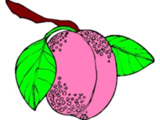 Sticker Custom Preview Image #064100 Food Drink Fruits Peach14