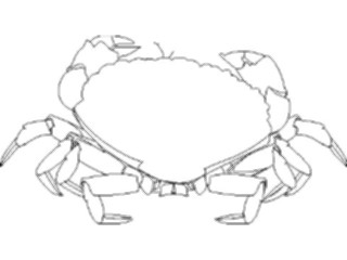 Sticker Custom Preview Image #064381 Food Drink Keylined Crab