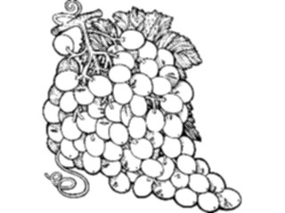 Sticker Custom Preview Image #064395 Food Drink Keylined Grapes2