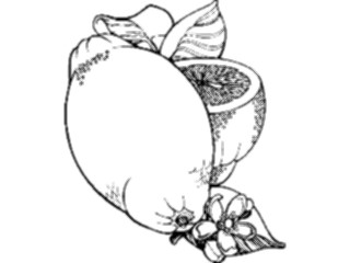 Sticker Custom Preview Image #064404 Food Drink Keylined Lemons2