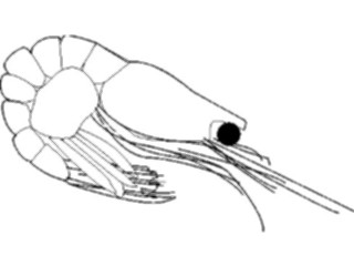 Sticker Custom Preview Image #064433 Food Drink Keylined Shrimp