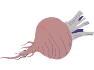 Sticker Custom Preview Image #065029 Food Drink Veggies Beet1