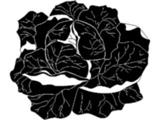 Sticker Custom Preview Image #065291 Food Drink Veggies Lettuce3